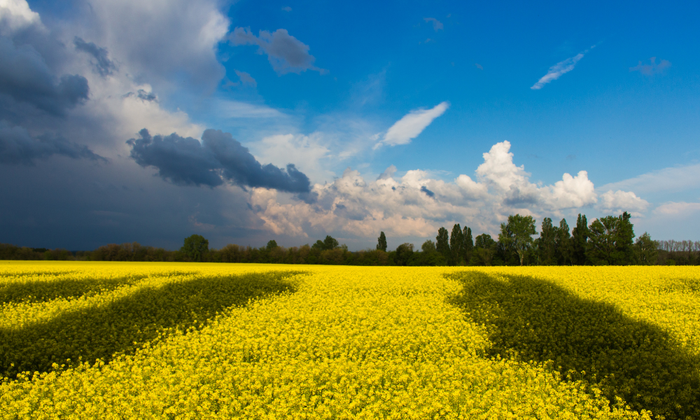 A field of yellow flowers under a partly cloudy sky, with a line of trees in the background, evokes the serene beauty often found in Ukrainian landscapes, where fields and farms provide numerous jobs tied to agriculture.