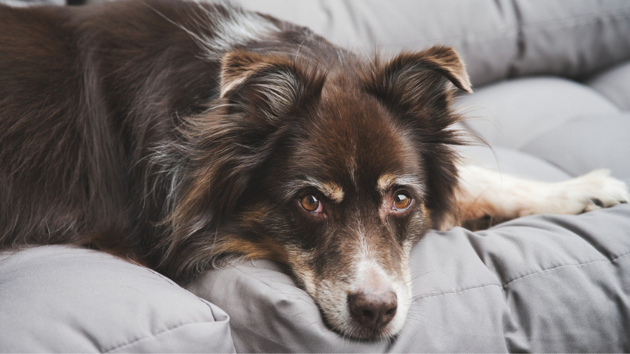 A brown and white dog with long fur lies on a gray cushioned surface, looking directly at the camera with a calm expression, clearly content in the presence of its attentive dog owner.