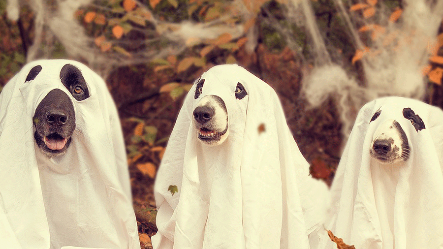 Candidates are 'professionally ghosting' potential employers