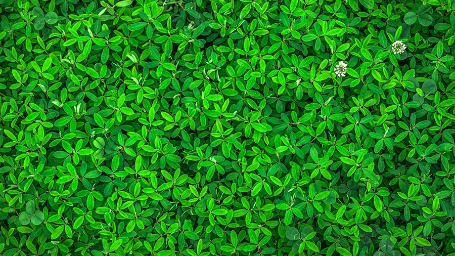 Green jobs created lies at 'dreadful record'