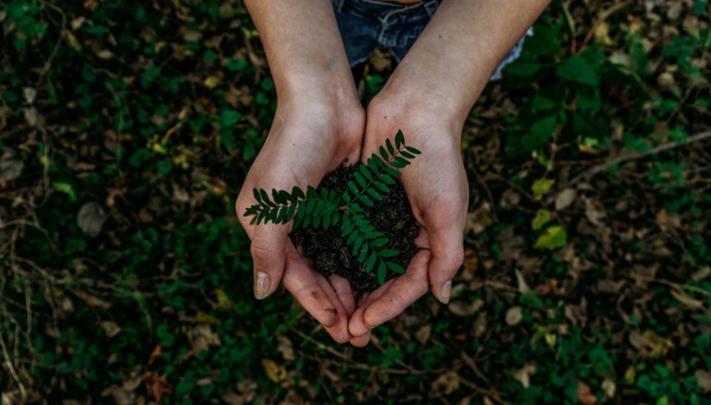 Hands holding a small plant with green leaves growing in soil, surrounded by a ground covered in foliage, symbolize an environmentally sustainable future.