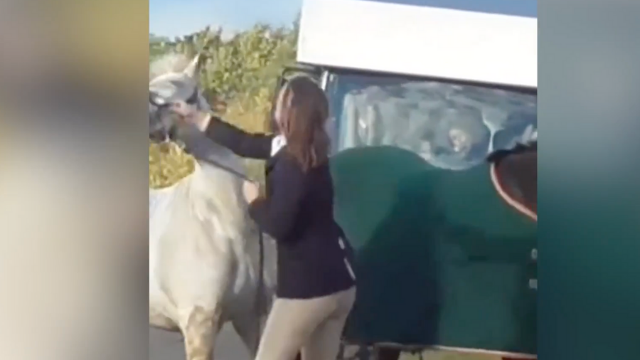Person interacting with a white horse in front of a green carriage outdoors, creating what could easily become a viral video.