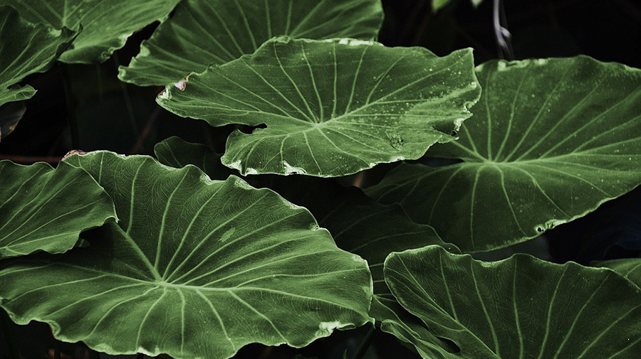 Close-up photograph of dense, large green leaves with prominent veins and edges, arranged over each other, displaying a natural texture and lush appearance—reminiscent of the harmonious organization often seen in effective people management.