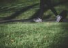 NHS plans rewards for 30-minute daily walking challenge Shallow focus photography of a person walking on a path between grass.