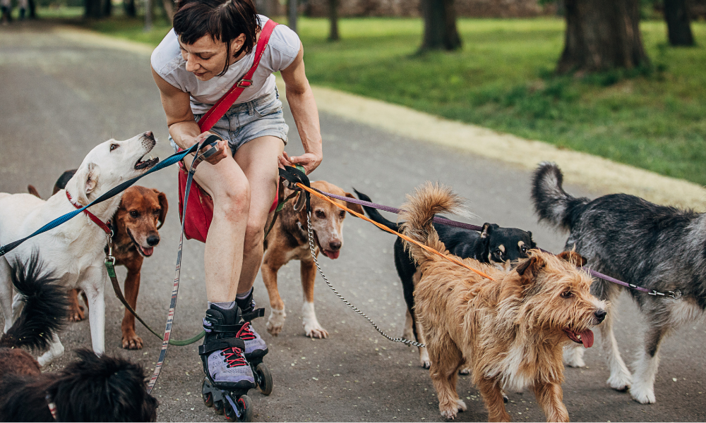 A person on rollerblades walks multiple dogs of various breeds on leashes in a park, dreaming about their career aspirations as they glide effortlessly across the path.