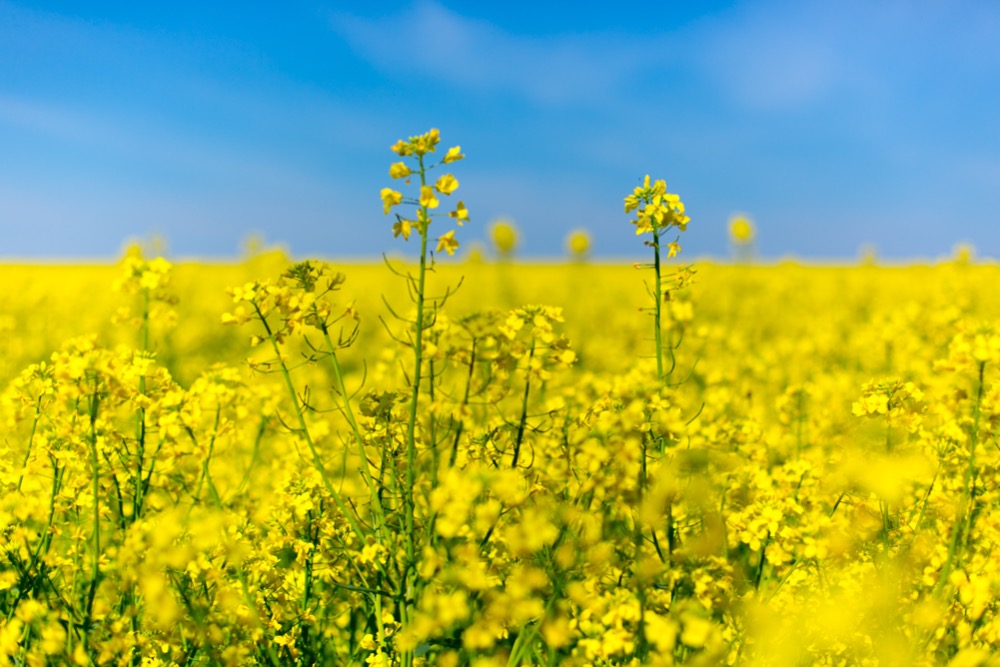 A bright yellow canola field in full bloom under a clear blue sky, reflecting the hope and resilience of Ukrainian refugees.